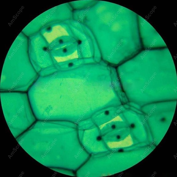 AmScope M148 Series Biological - Microscope Compound 40X recension och pris
